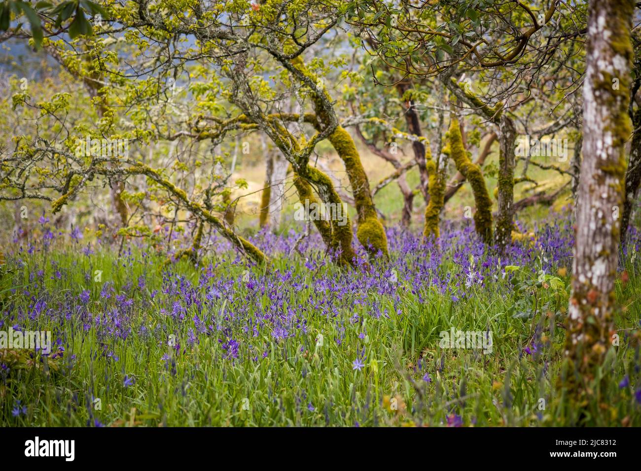 Garry oak meadow Stock Photo