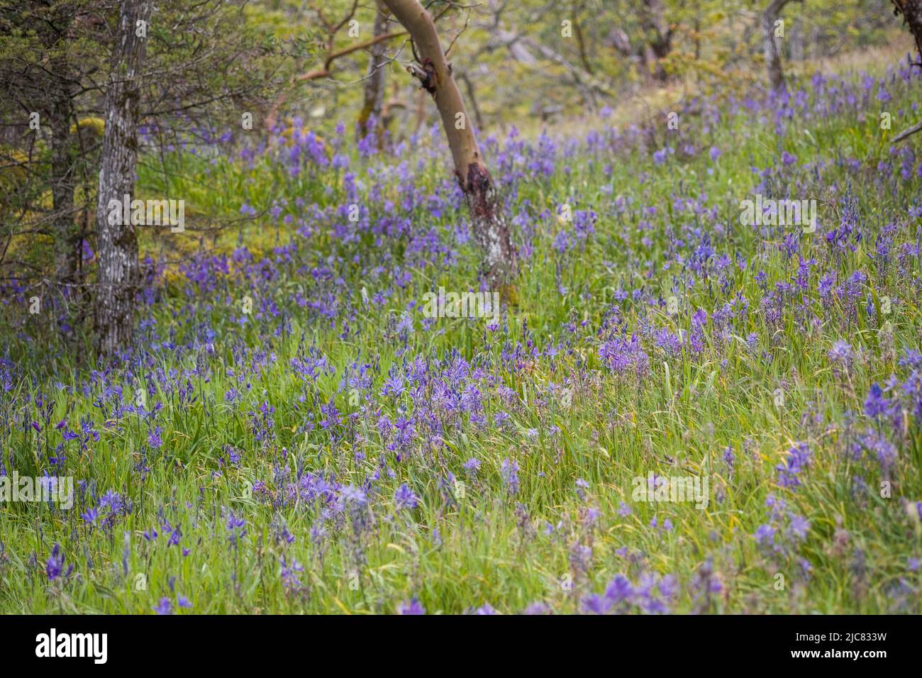 Garry oak meadow Stock Photo