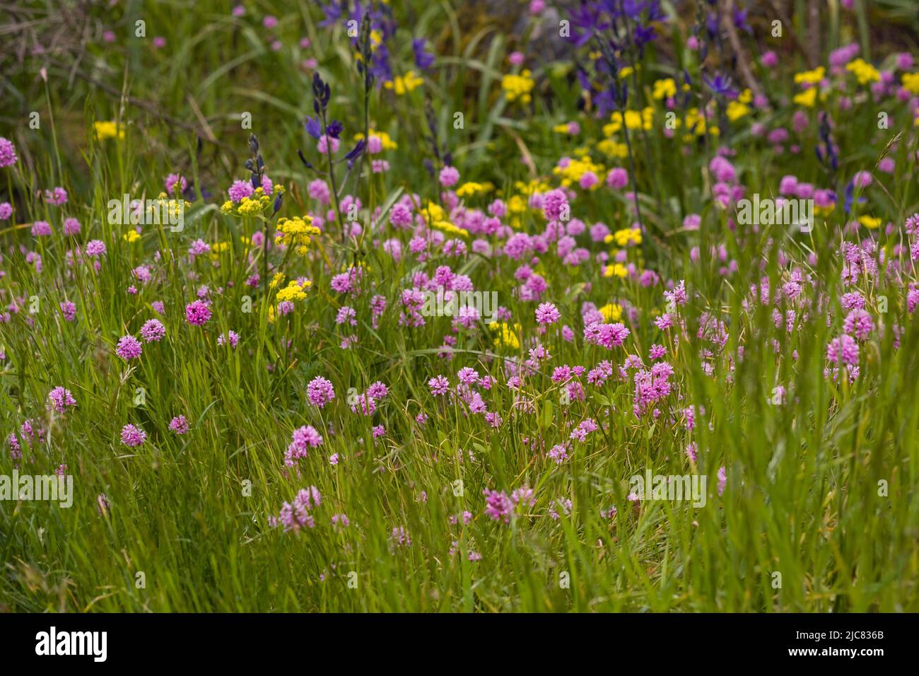 Wildflowers Stock Photo