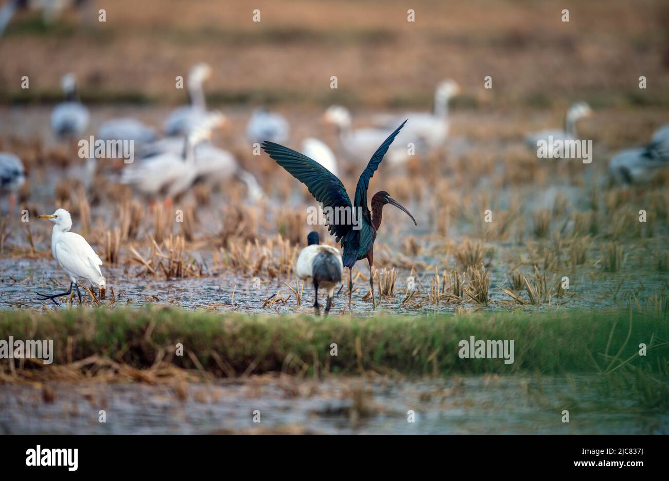 beautiful shots of wetland birds in natural habitat standing in water lake pond green grass bright sunny day background wallpaper india tamilnadu Stock Photo