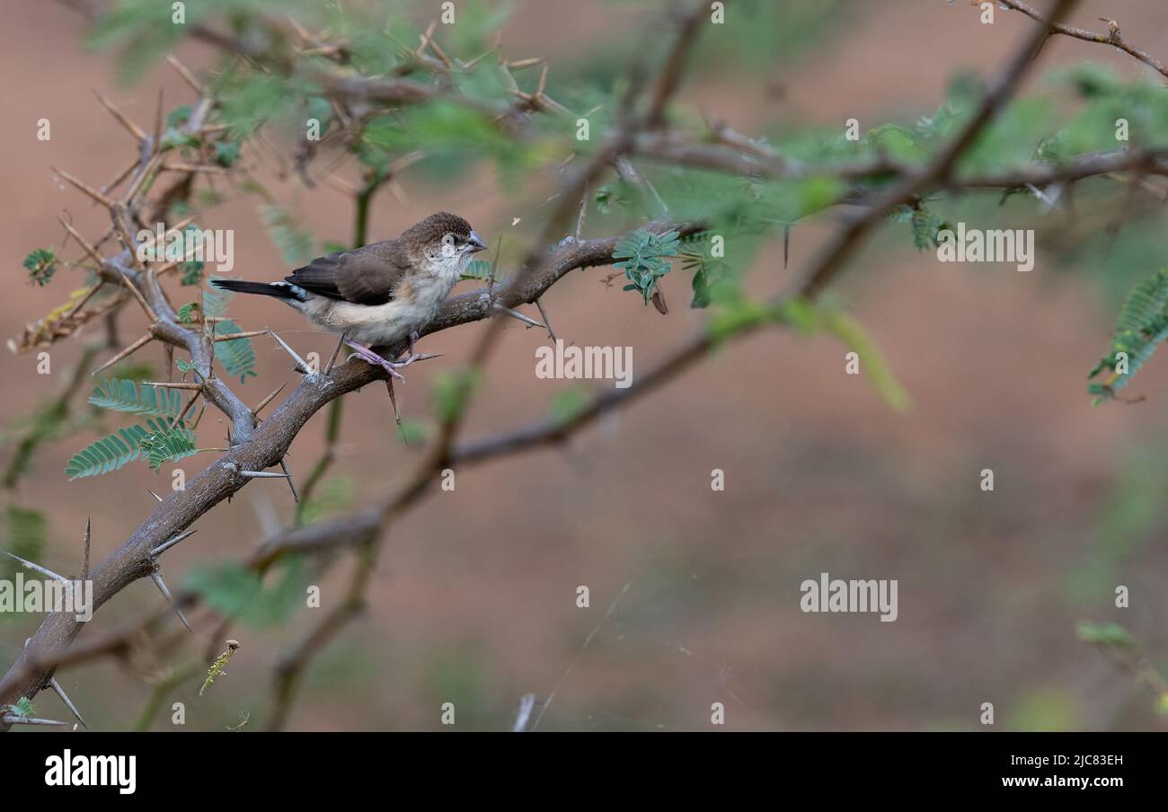 The Indian silverbill or white-throated munia,Koonthankulam bird sanctuary in Tamil Nadu, India. It is actively protected and managed by the villagers Stock Photo