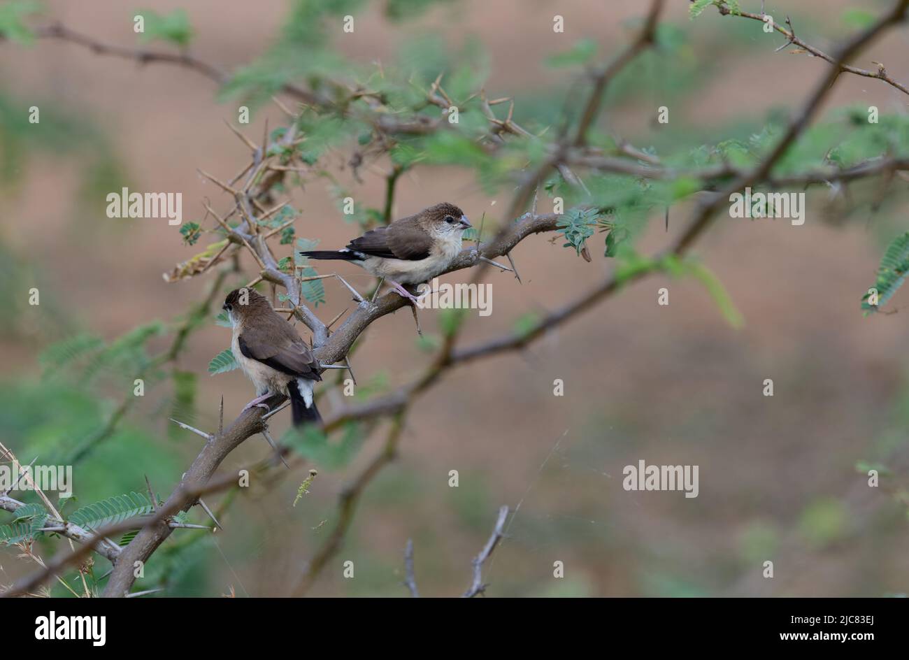 The Indian silverbill or white-throated munia,Koonthankulam bird sanctuary in Tamil Nadu, India. It is actively protected and managed by the villagers Stock Photo