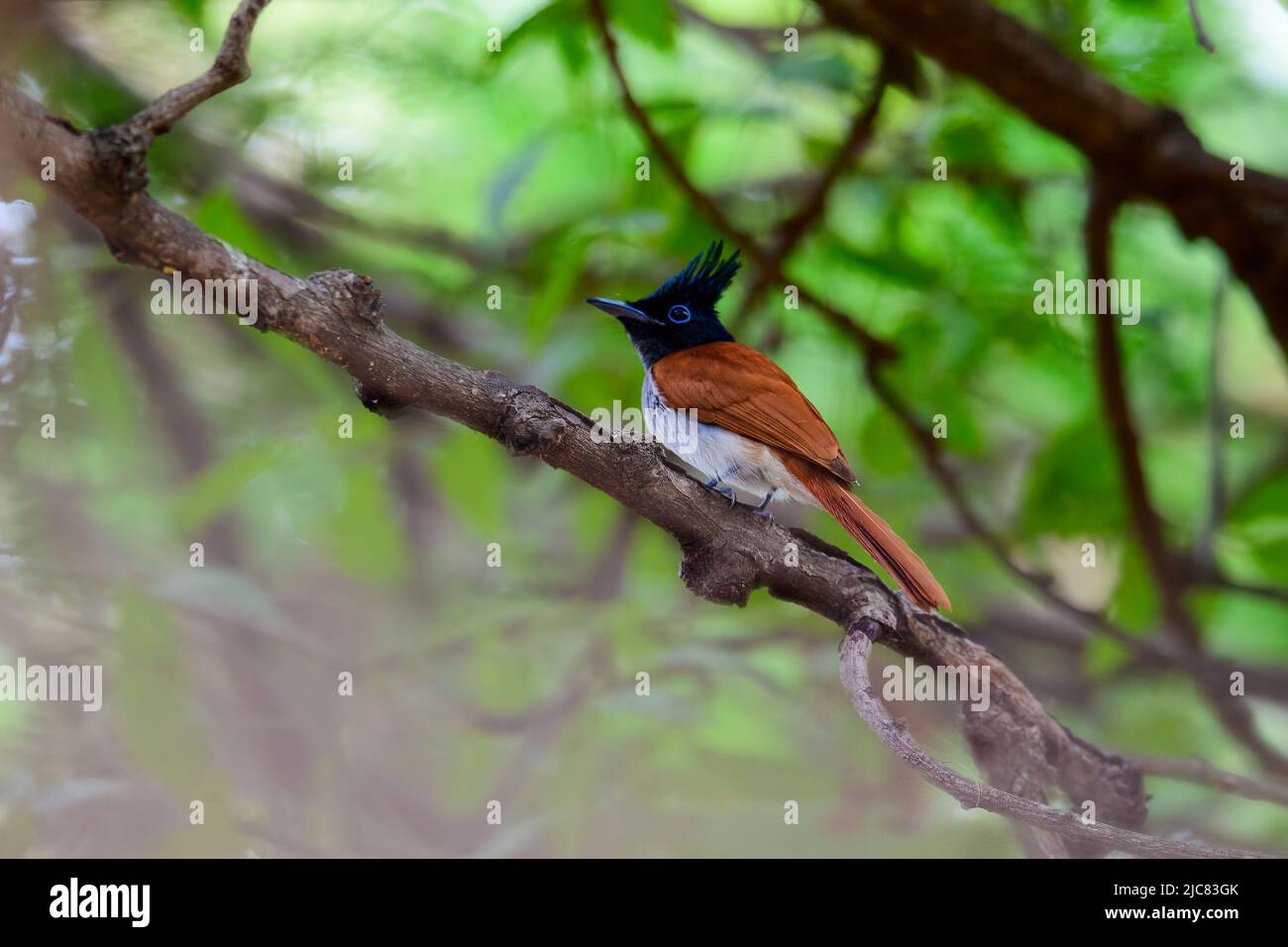 Paradise flycatcher, Koonthankulam bird sanctuary in Tamil Nadu, India. It is actively protected and managed by the villagers Stock Photo