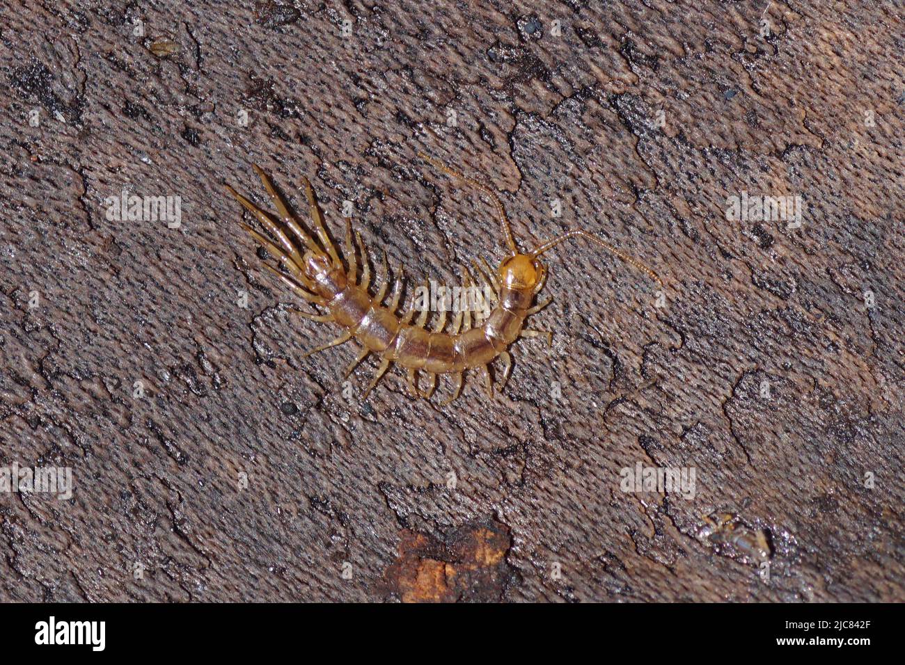 Close up of the centipede Lithobius, family Lithobiidae, commonly called stone centipedes, common centipedes or brown centipedes on the back of a bark Stock Photo