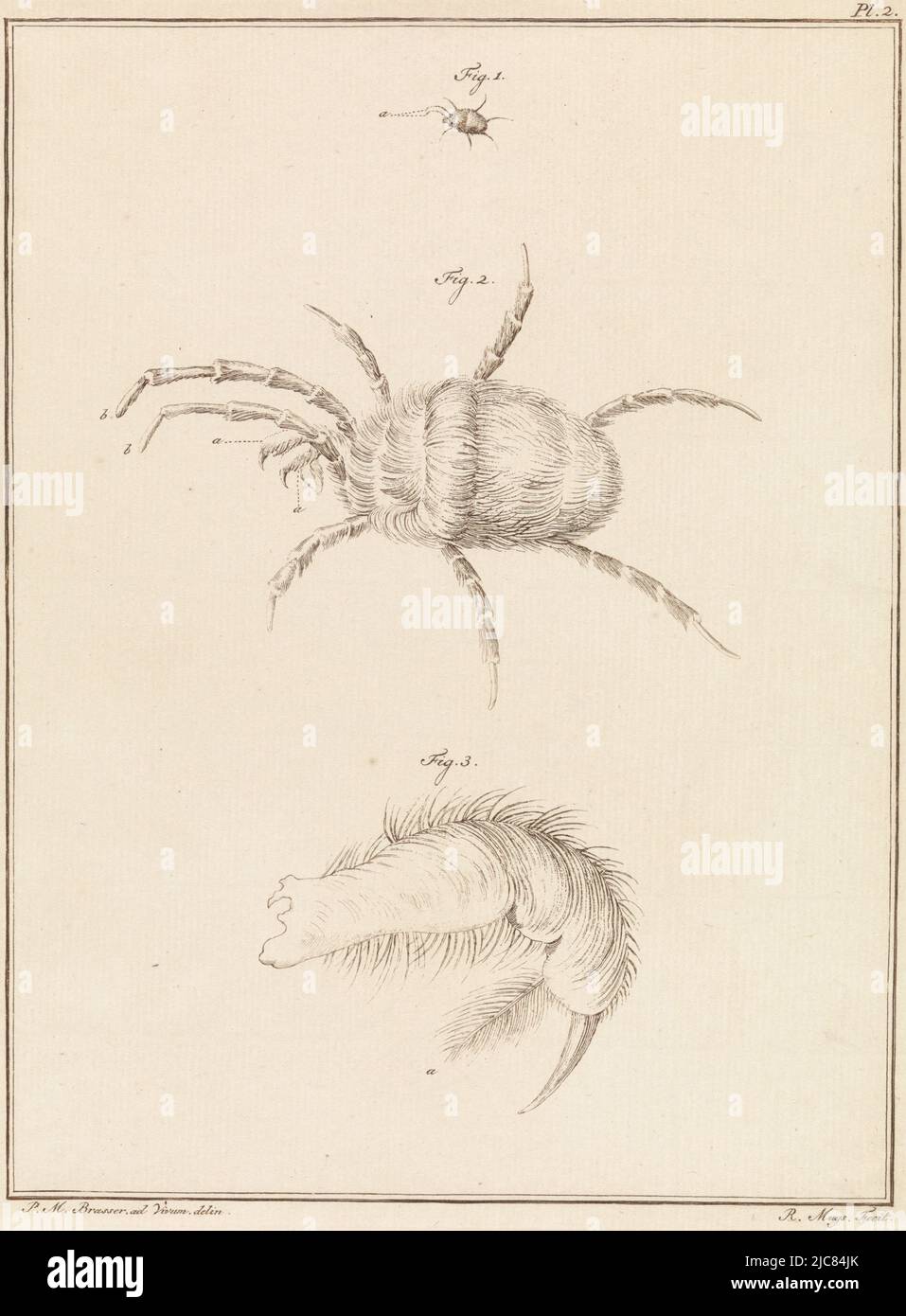 Images of a red spider, the Aranea Colorifera. One full size image, one enlargement of the spider and one enlargement of one of the sense bodies. Top right: Pl. 2. Print from a book on domestic and foreign land and aquatic animals. Red spider, print maker: Robbert Muys, (mentioned on object), intermediary draughtsman: P.M. Brasser, (mentioned on object), Rotterdam, 1778, paper, etching, h 217 mm × w 165 mm Stock Photo