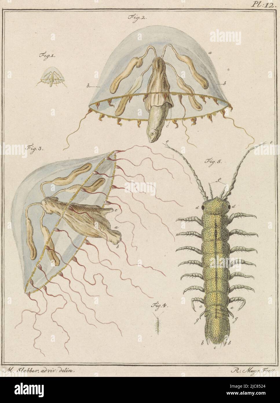 Marine Animals. Figures 1, 2 and 3 show a leptomeduse, a jellyfish, full size and enlarged. Figures 4 and 5 show a brackish water slipper at full size and enlarged. Top right: Pl. 12. Print from a book on domestic and foreign terrestrial and aquatic animals, Leptomeduse and a brackish water bisper, print maker: Robbert Muys, (mentioned on object), intermediary draughtsman: Martinus Slabber, (mentioned on object), Rotterdam, 1778, paper, etching, h 209 mm × w 162 mm Stock Photo