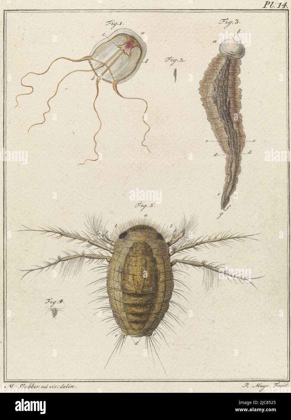 Marine Animals. Figure 1 shows a polyp jellyfish. Figures 2 and 3 show a sucker worm at full size and enlarged. Figures 4 and 5 show an isopod species full size and enlarged. Top right: Pl. 14. Print from a book on domestic and foreign land and aquatic animals, Various marine animals, print maker: Robbert Muys, (mentioned on object), intermediary draughtsman: Martinus Slabber, (mentioned on object), Rotterdam, 1778, paper, etching, h 204 mm × w 155 mm Stock Photo