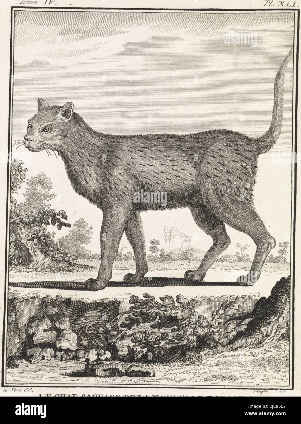 Wild Cat Engraving Hi Res Stock Photography And Images Alamy