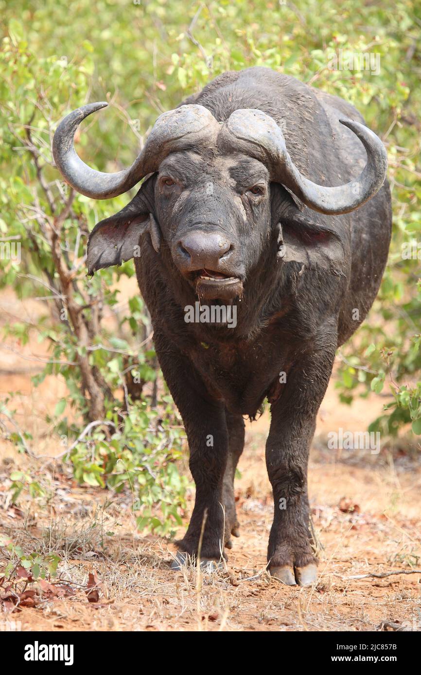 Kaffernbüffel / African buffalo / Syncerus caffer Stock Photo - Alamy