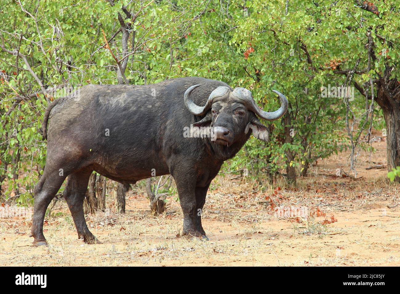 Kaffernbüffel / African buffalo / Syncerus caffer Stock Photo - Alamy