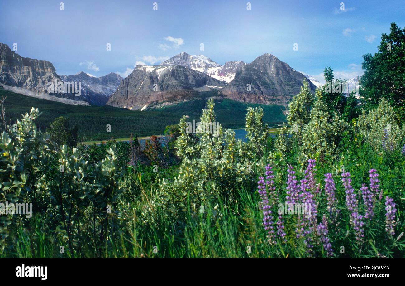 Glacier National Park Montana. Many Glacier Valley, Swiftcurrent Lake, Mount Grinnell, Lupine wildflowers, glaciers, landscape. America road trip USA Stock Photo