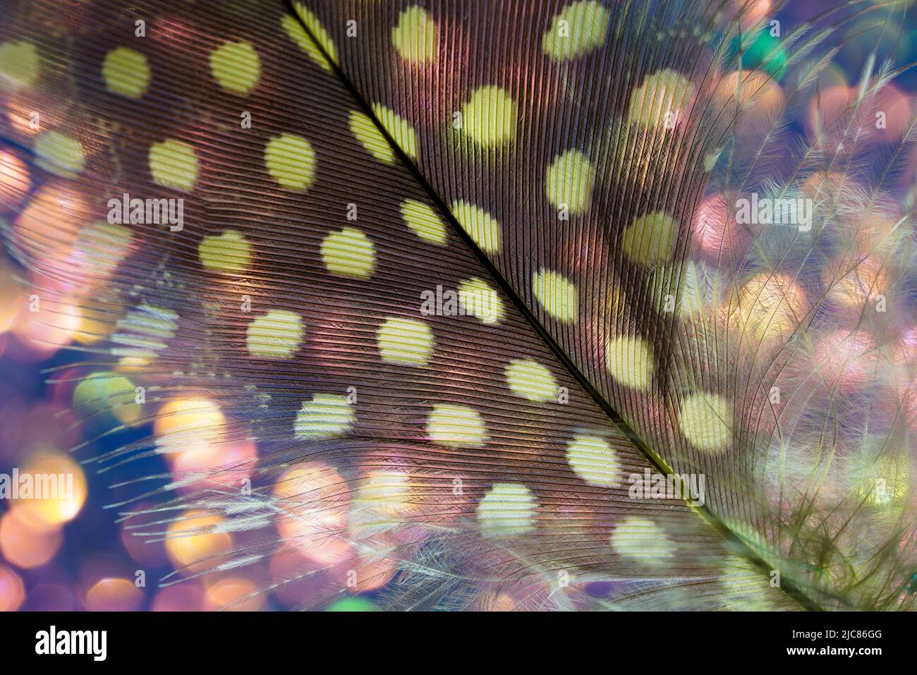 Bird feather as a background image with a lot of bright colors and ...