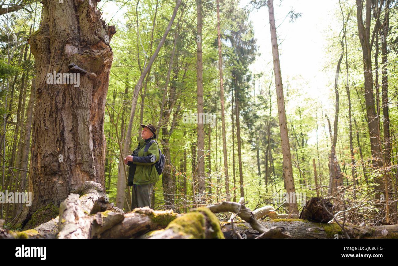 PRODUCTION - 03 May 2022, Lower Saxony, Göhrde: Kenny Kenner, forest  friend, looks at a 300-year-old beech tree in the natural forest. Many a  green secret can be discovered in the Göhrde