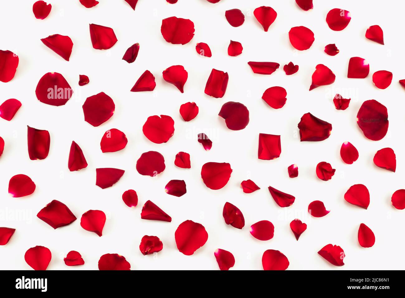 Red rose petals pattern isolated on white background. Top view. Stock Photo