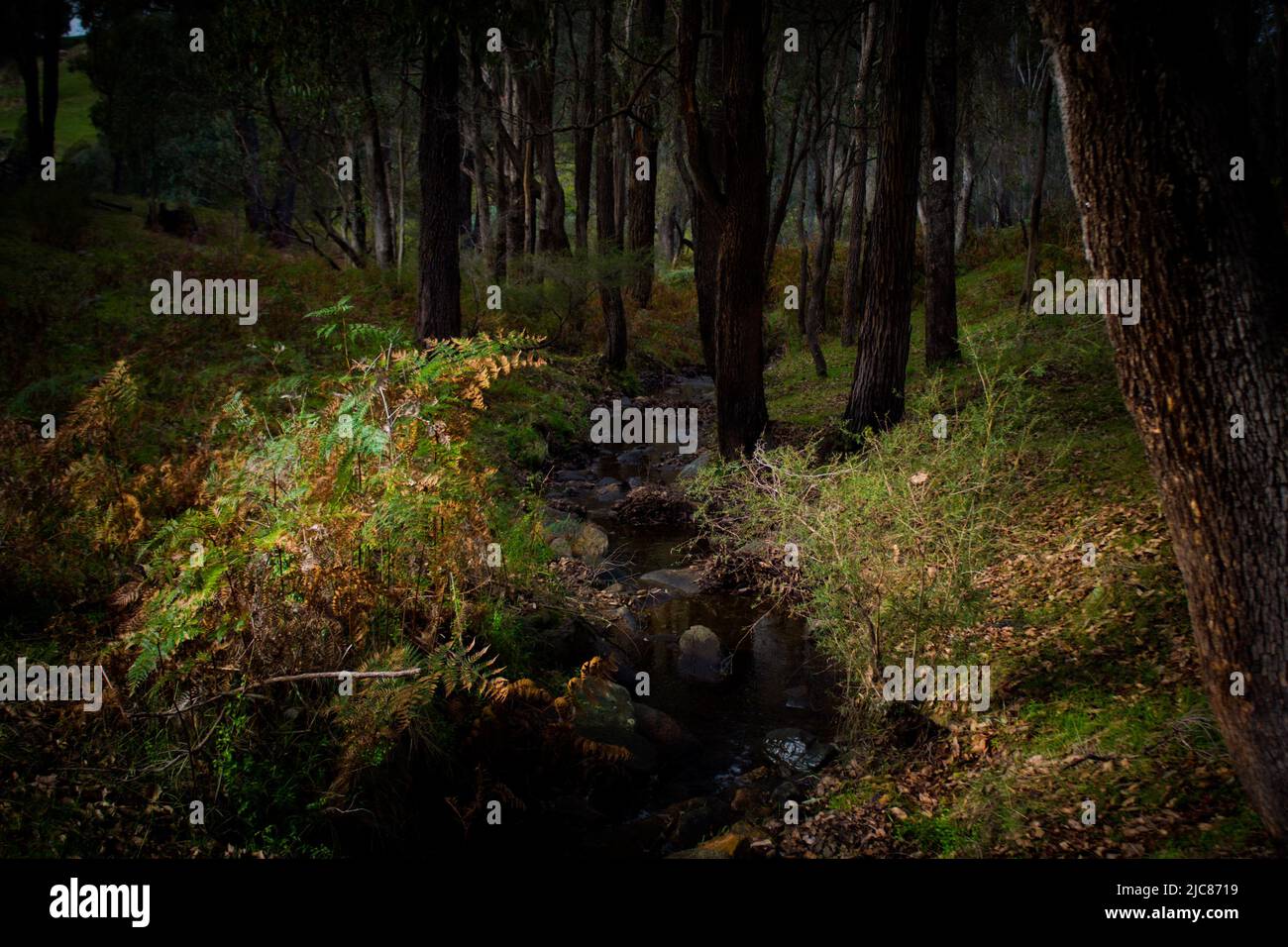 Australian bush - Treeholes series Stock Photo