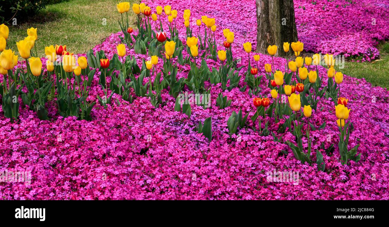 Beautiful tulip flower field Stock Photo Alamy
