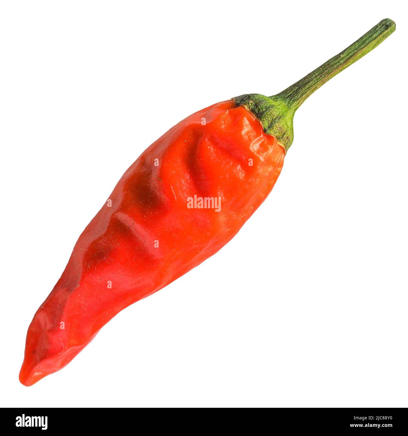 Red Hot Chili Pepper scientific name Capsicum isolated over white
