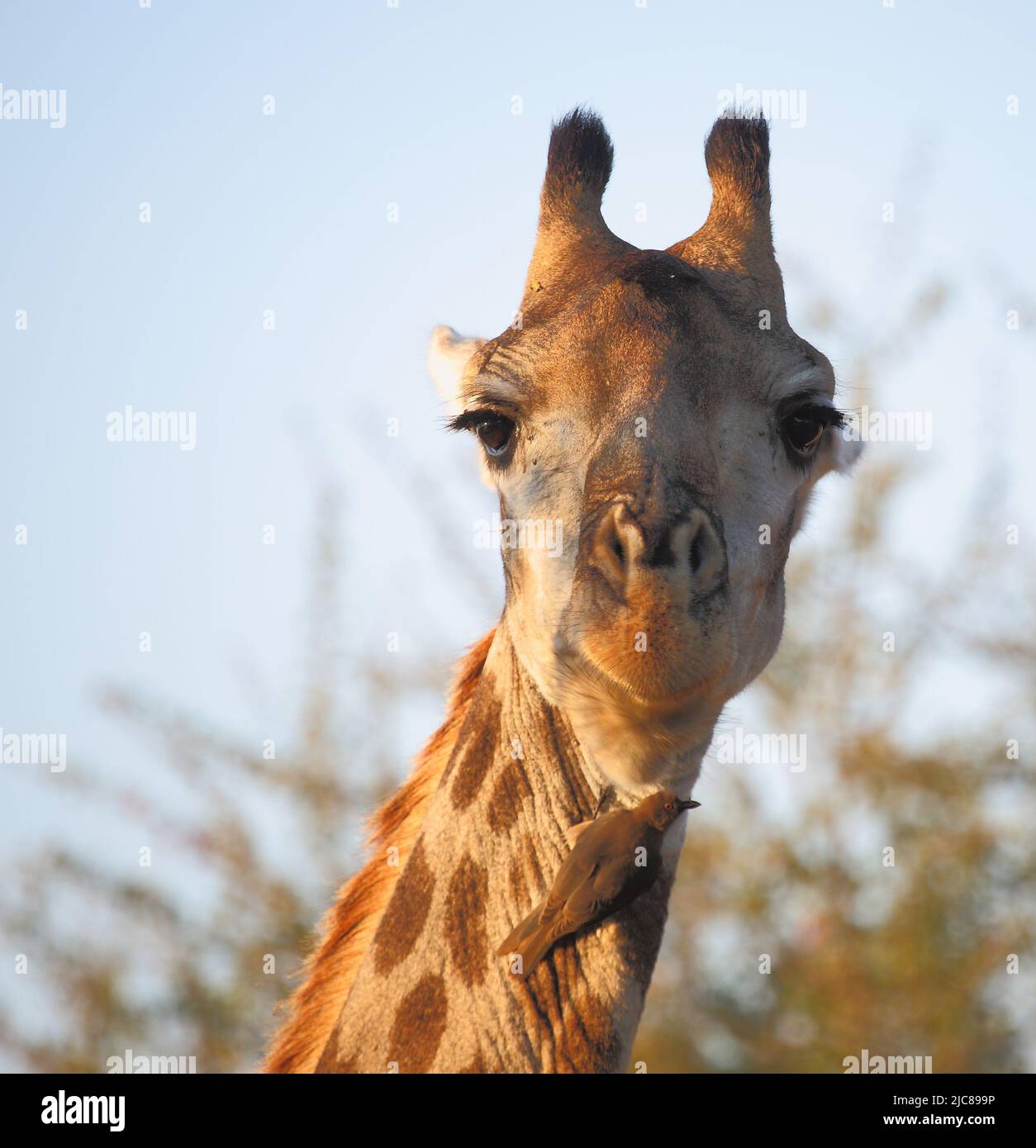 Giraffe und Gelbschnabel-Madenhacker / Giraffe and Yellow-billed ...