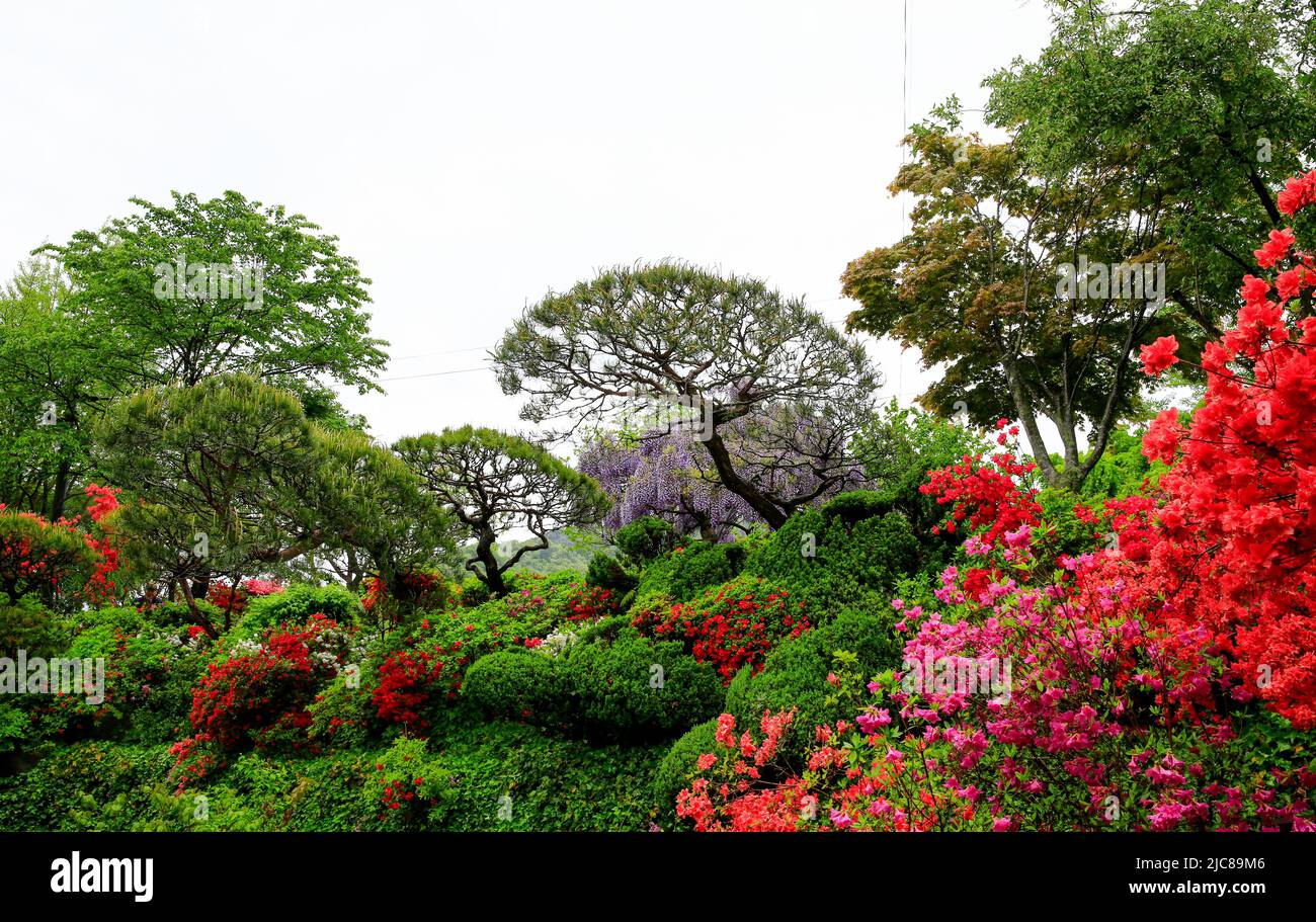 Beautiful garden with spring flowers Stock Photo - Alamy