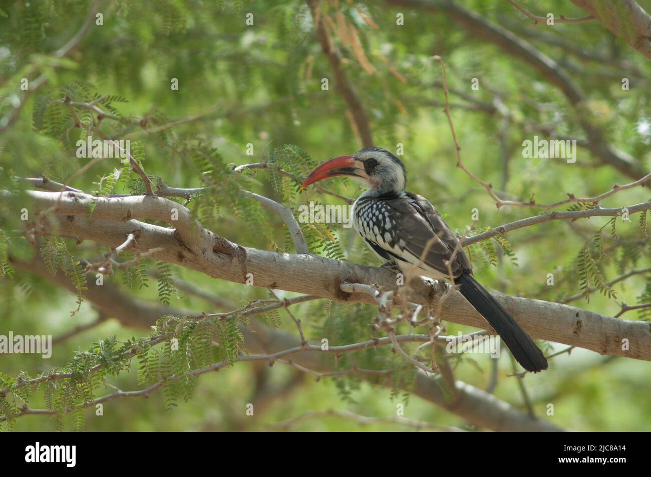 Northern red-billed hornbill Tockus erythrorhynchus kempi on a gum acacia Senegal acacia. Langue de Barbarie National Park. Saint-Louis. Senegal. Stock Photo