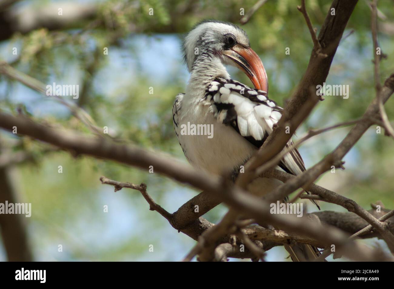 Northern red-billed hornbill Tockus erythrorhynchus kempi preening. Langue de Barbarie National Park. Saint-Louis. Senegal. Stock Photo