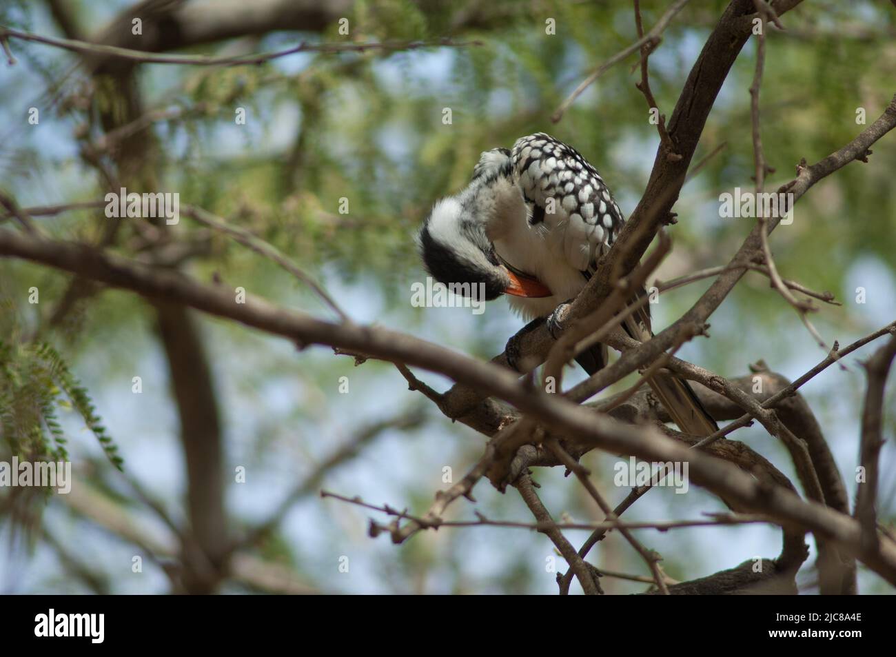 Northern red-billed hornbill Tockus erythrorhynchus kempi preening. Langue de Barbarie National Park. Saint-Louis. Senegal. Stock Photo