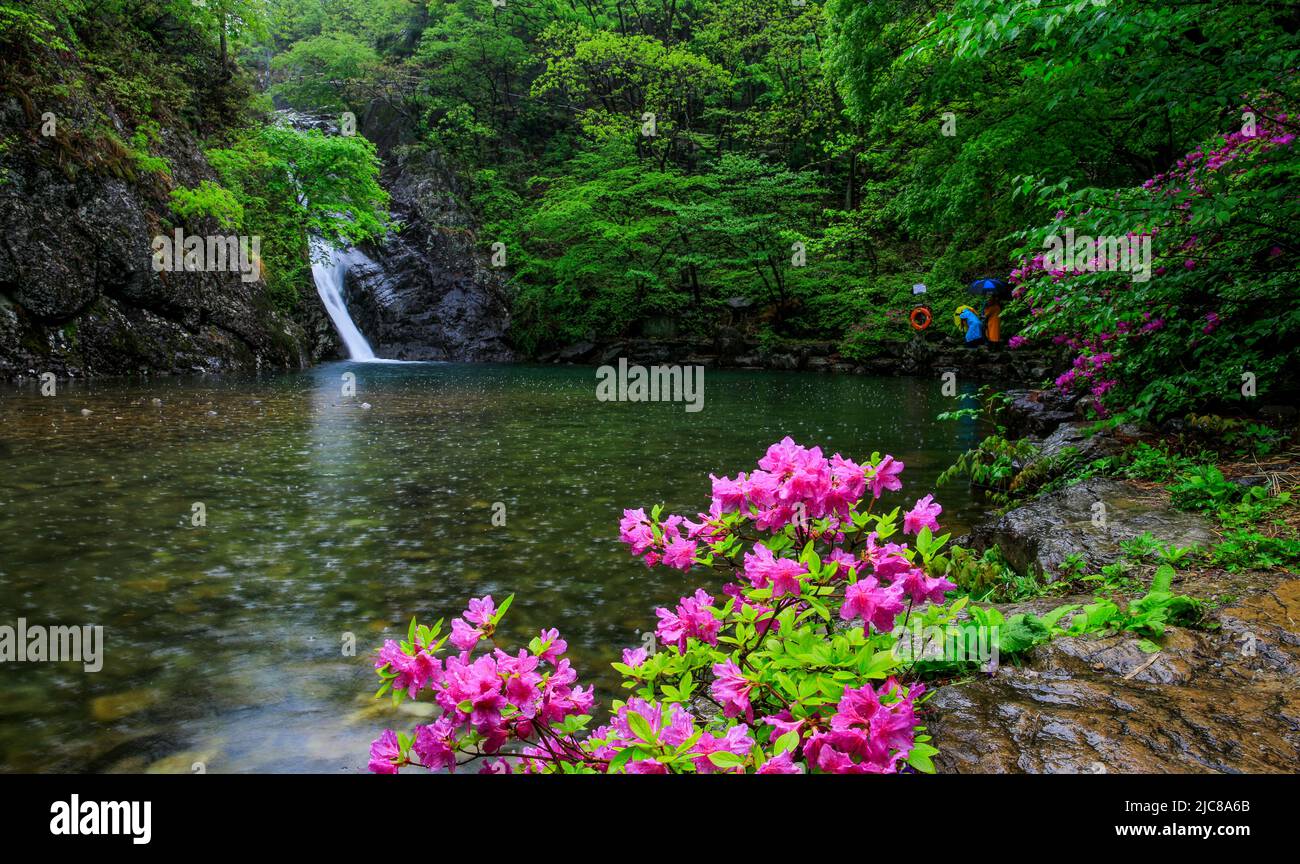 A waterfall flowing down from a forest valley into a small lake Stock ...