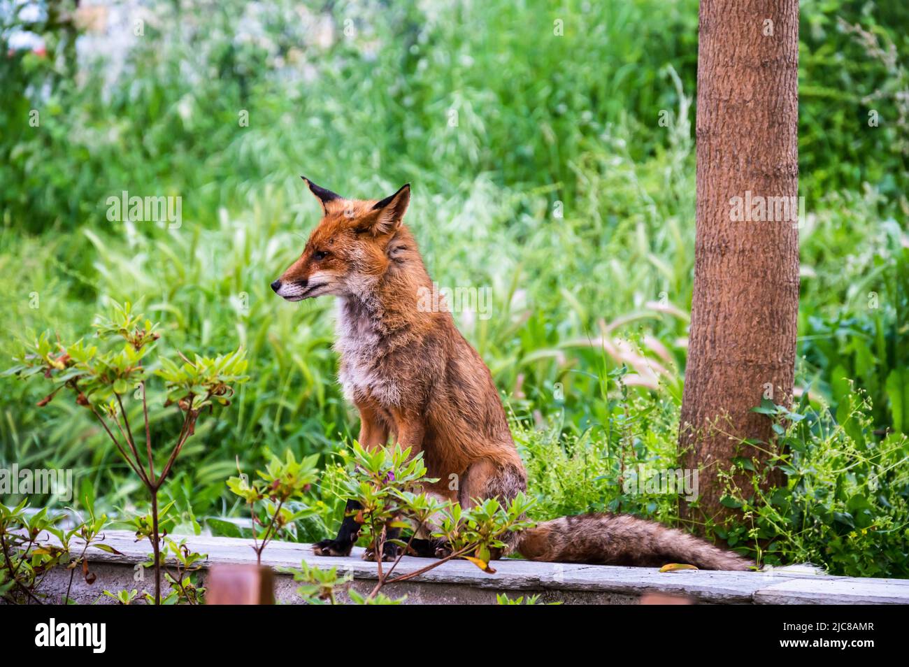 red fox sitting on a wall in the woods Stock Photo