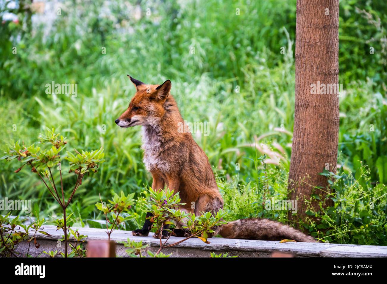 red fox sitting on a wall in the woods Stock Photo