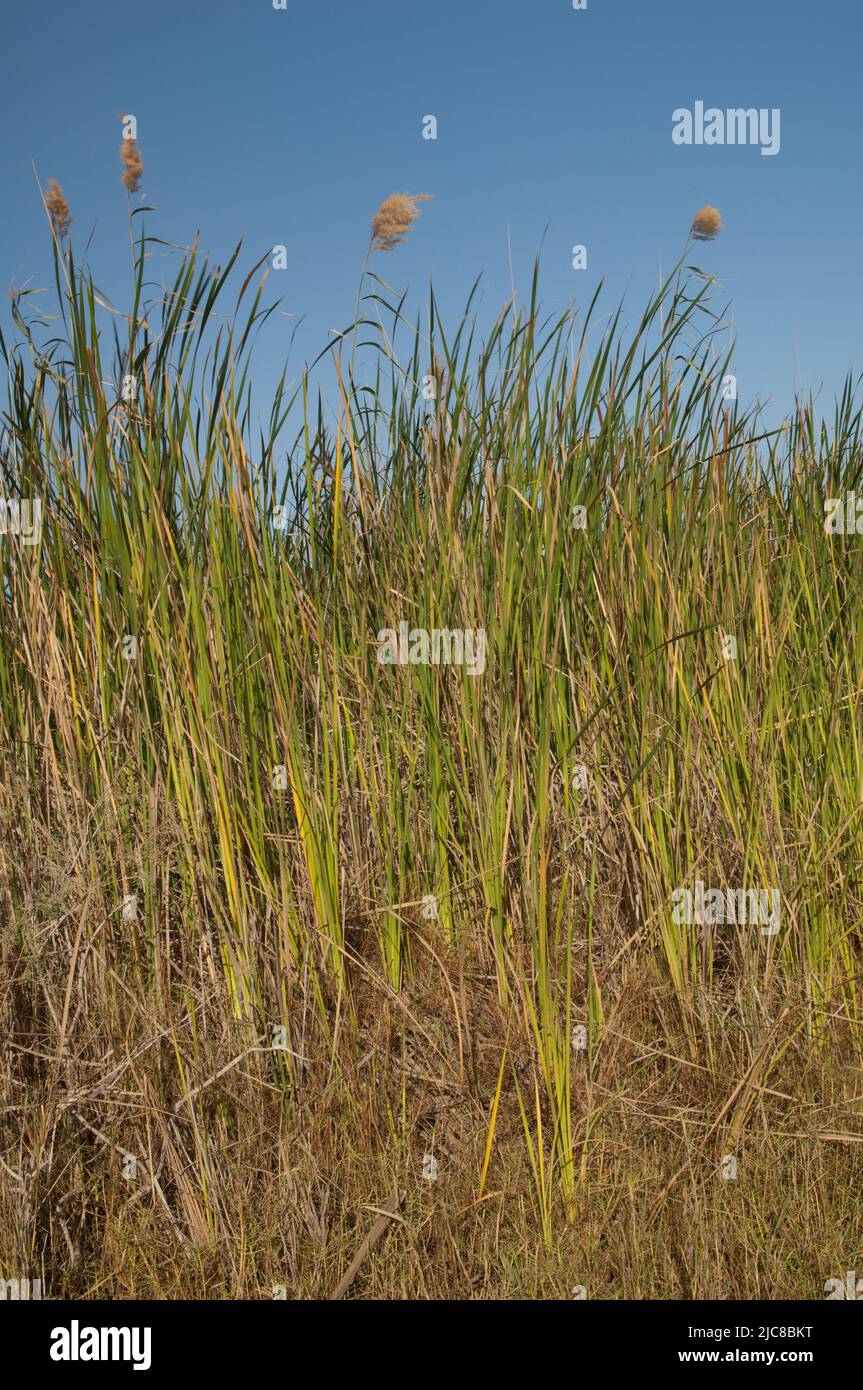 Broadleaf cattails Typha latifolia and common reeds Phragmites australis. Oiseaux du Djoudj National Park. Saint-Louis. Senegal. Stock Photo