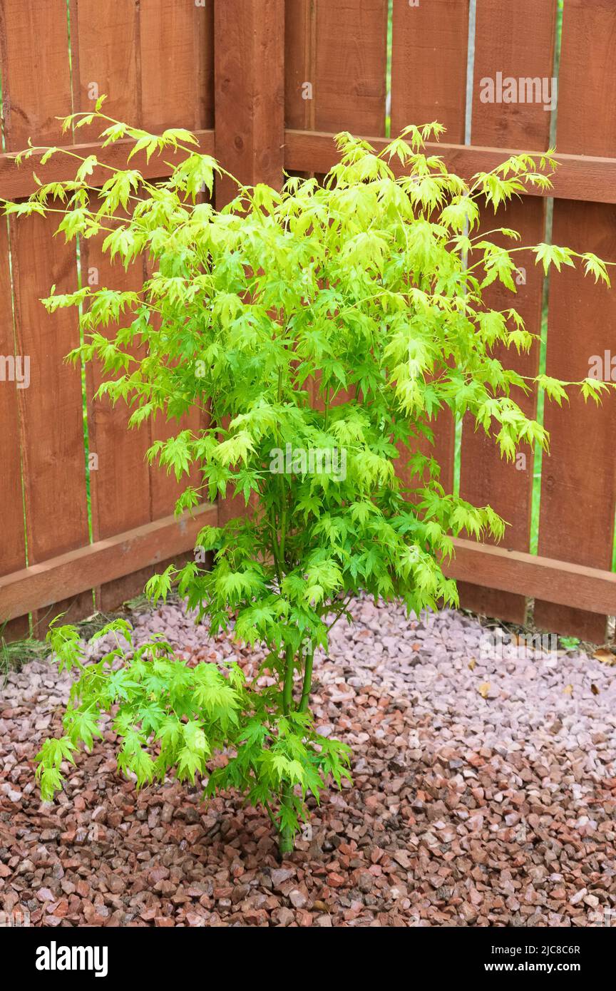 Maple tree during planting sequence in house garden Stock Photo - Alamy