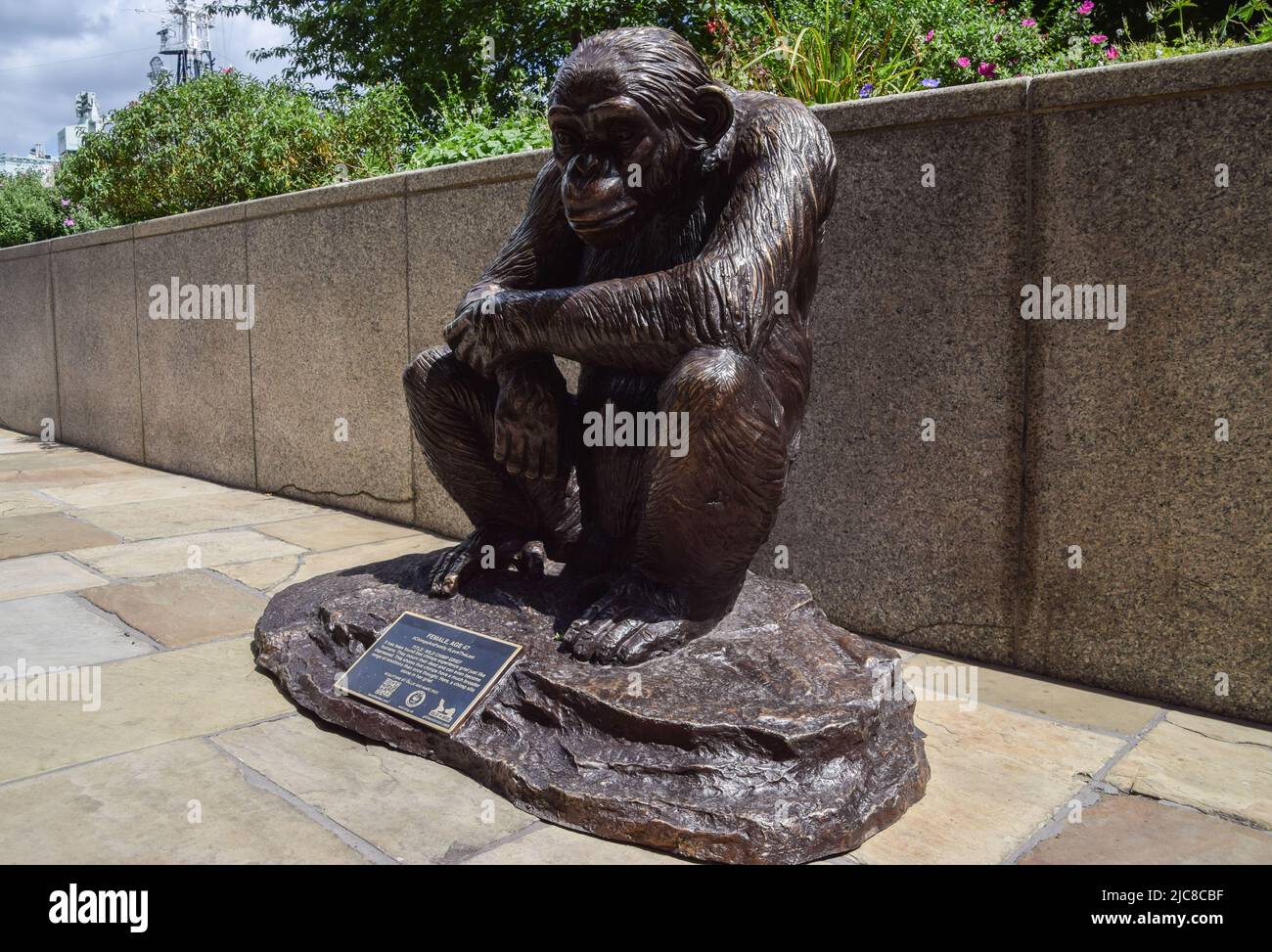 London, UK. 10th June 2022. 'Chimps Are Family' is a free public art