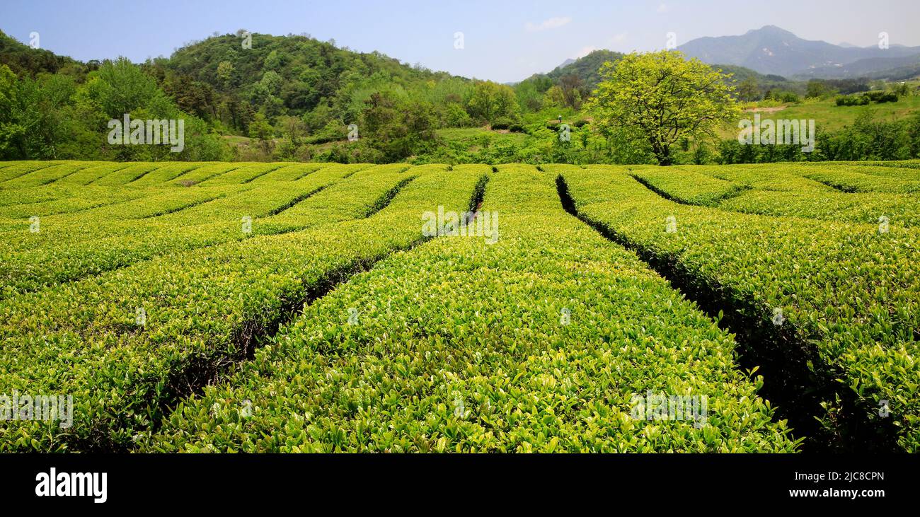 Spring scenery of green tea fields with young, green leaves sprouting ...