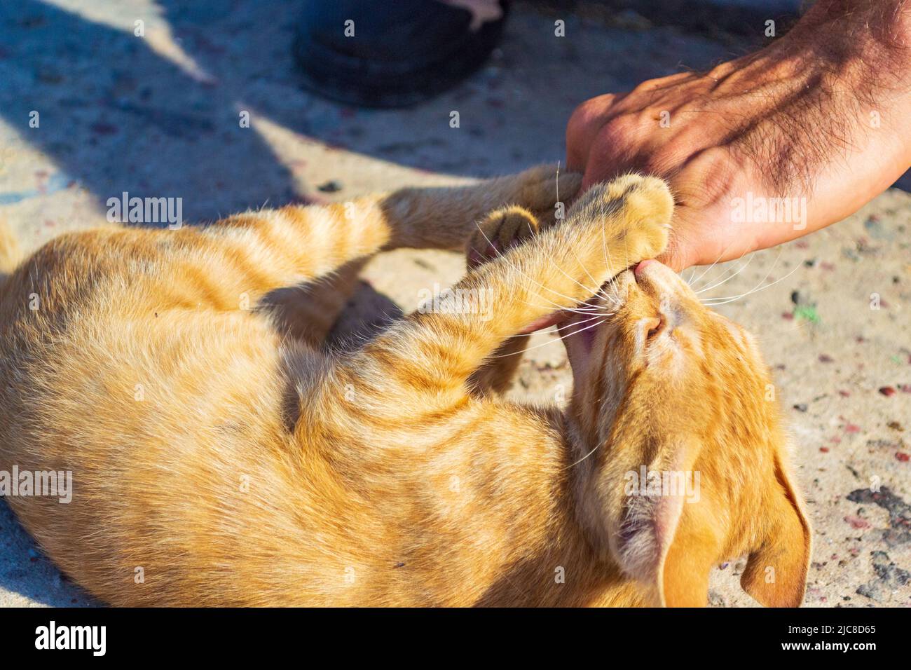 Playful stray kitten on a quay in Sozopol,Bulgaria Stock Photo Alamy