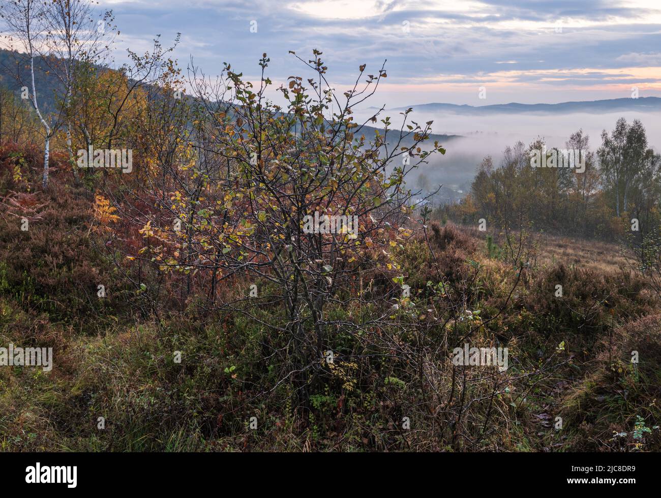 Cloudy and foggy early morning autumn meadow scene. Peaceful picturesque traveling, seasonal, nature and countryside beauty concept scene. Carpathian Stock Photo