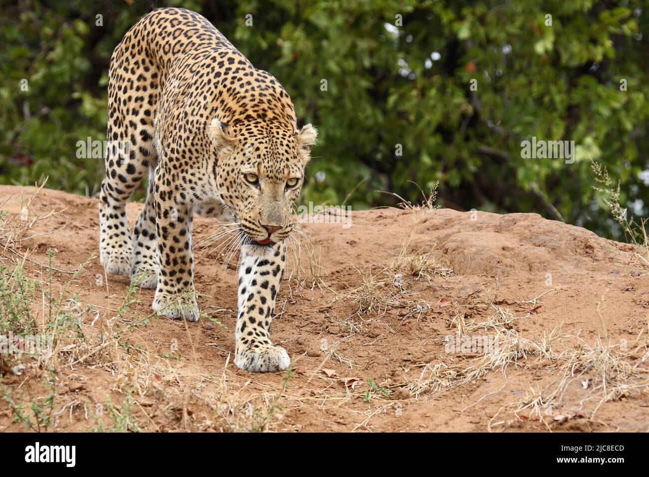 Leopard / Leopard / Panthera pardus Stock Photo - Alamy
