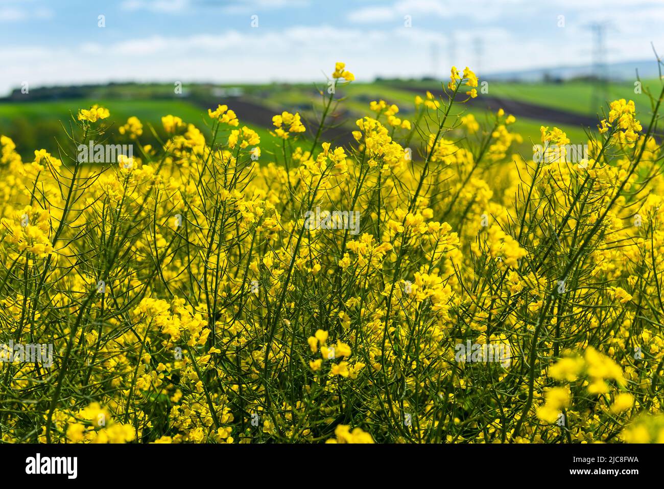 Canola Fields. Blooming canola fields under a blue sky with clouds