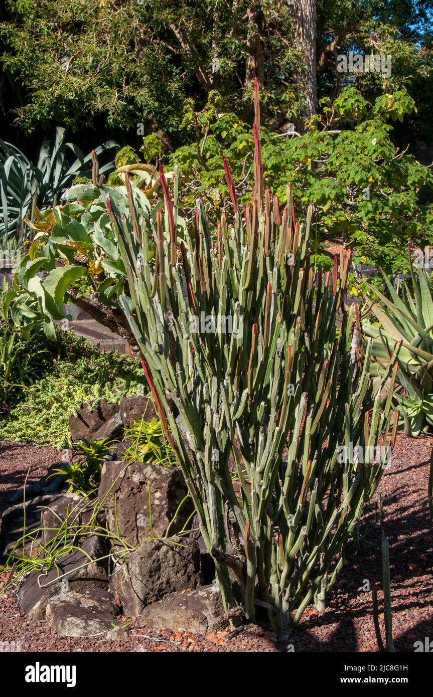 Sydney Australia, leafless euphorbia sipolisii plant in succulent garden Stock Photo