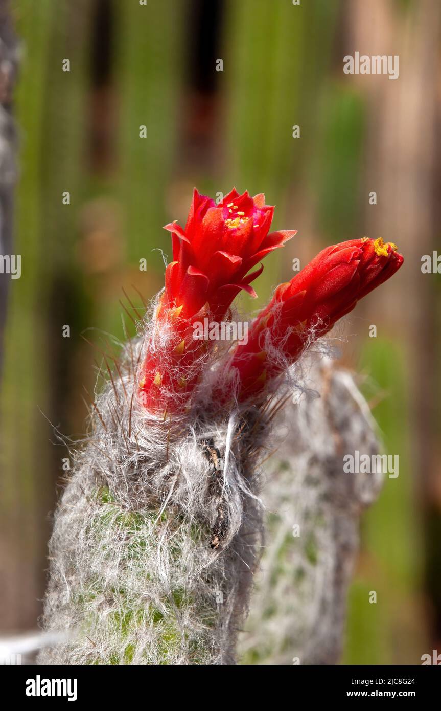 Sydney Australia, close up of red flower of woolly touch cactus in a desert garden Stock Photo