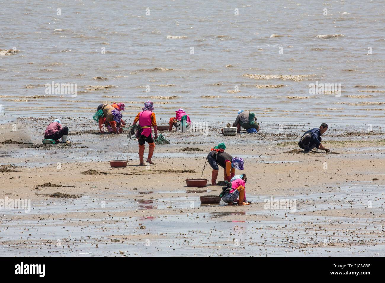 People who gather clams.Fishermen digging for clams in the muddy muddy waters Stock Photo Alamy