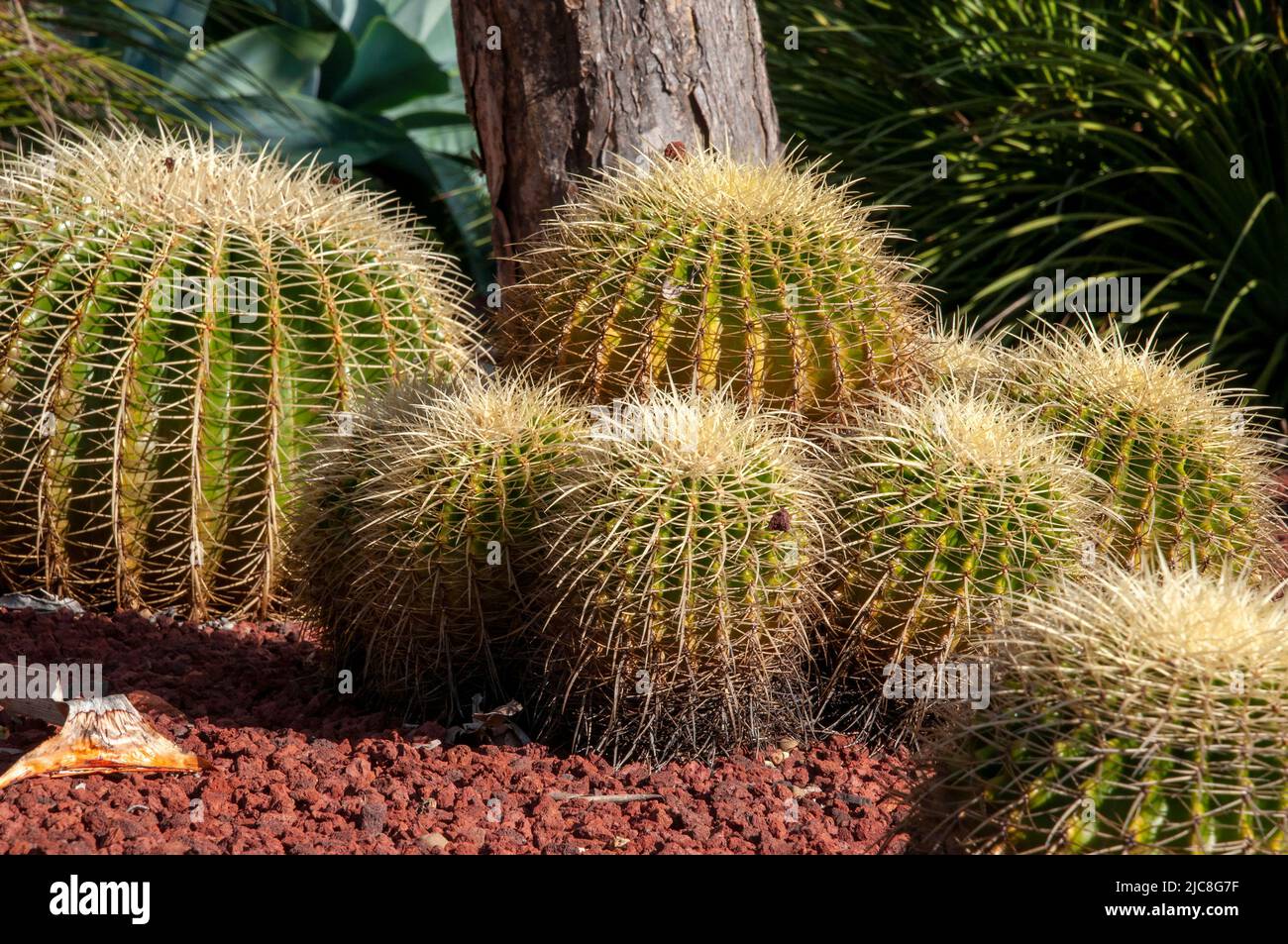 Sydney Australia, golden barrel cactus with long thorns in rock garden Stock Photo