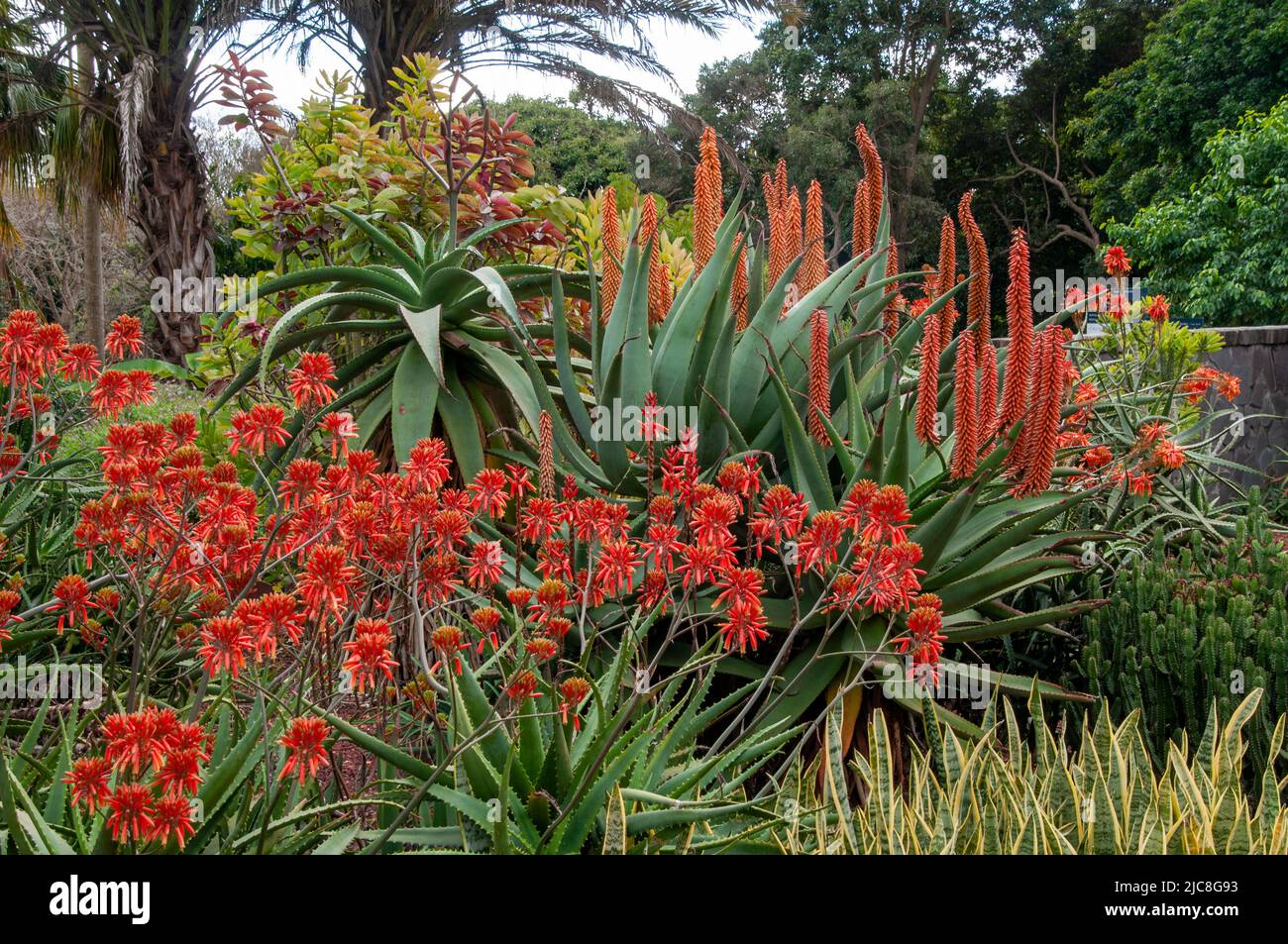 Aloe nyeriensis hi-res stock photography and images - Alamy