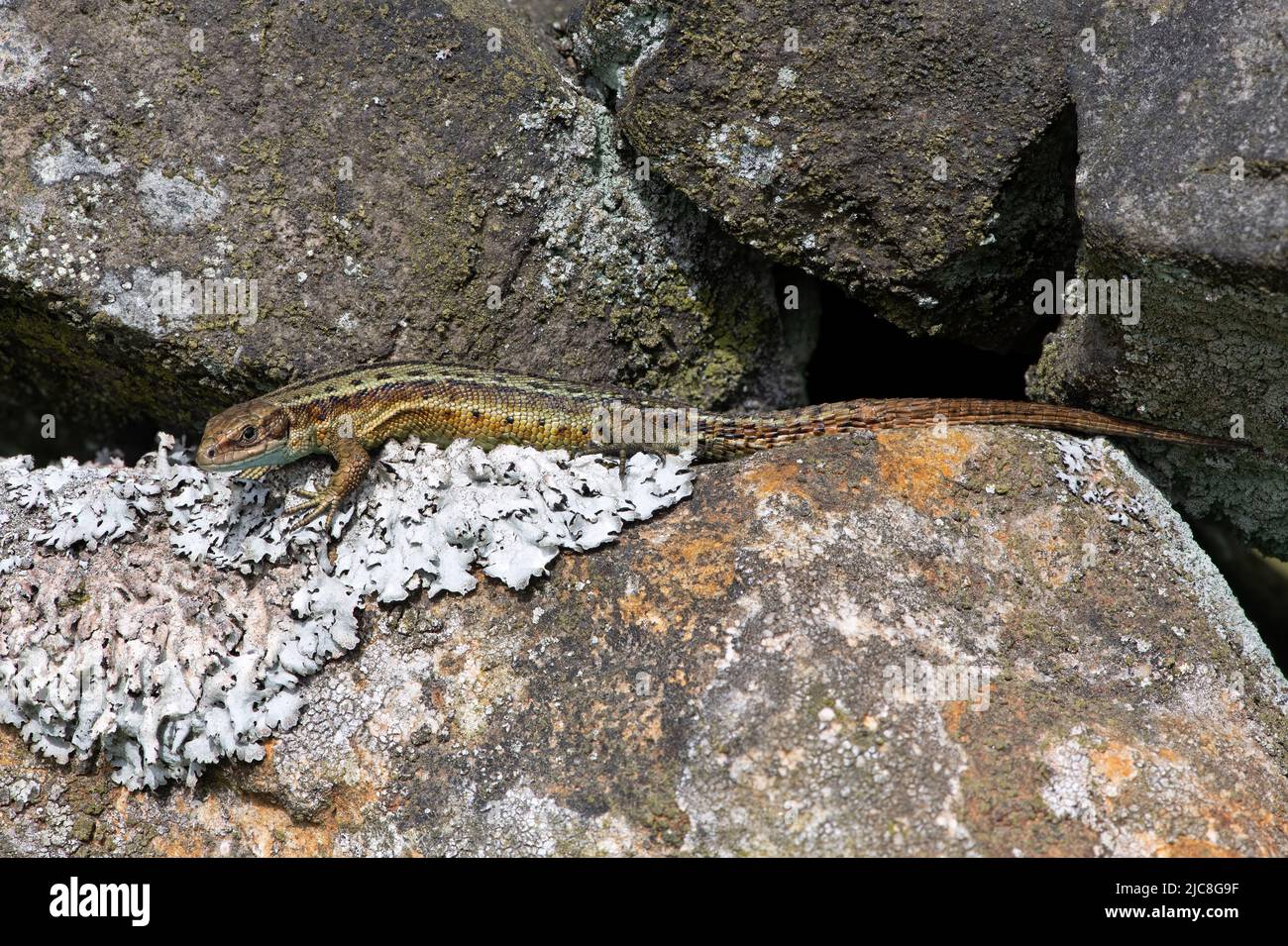 Common Lizard (Zootoca vivipara) basking on a dry stone wall Stock Photo