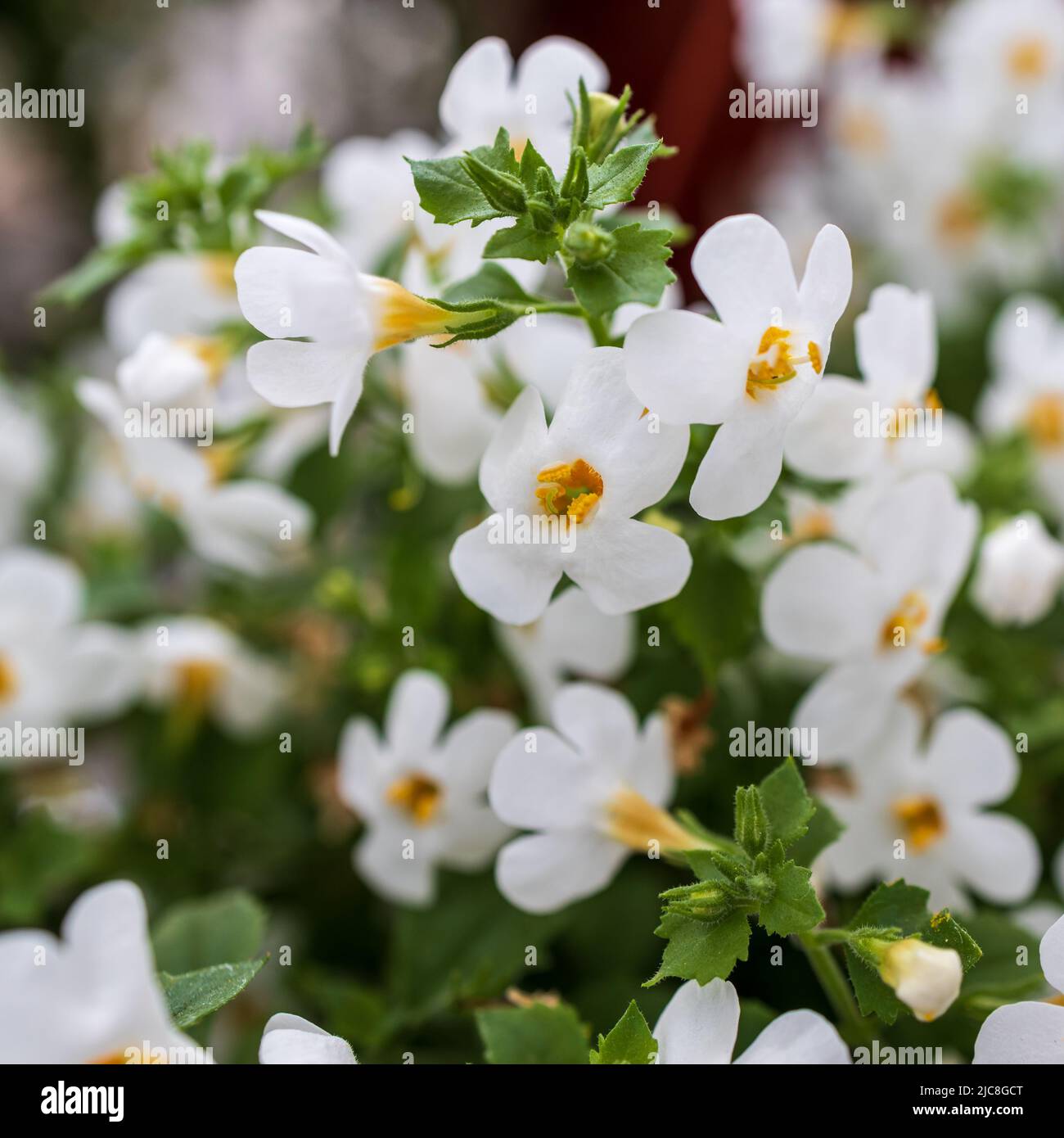 Ornamental bacopa flowers - Latin name - Chaenostoma cordatum. Bacopa monnieri, herb Bacopa is a medicinal herb used in Ayurveda, also known as Brahmi Stock Photo