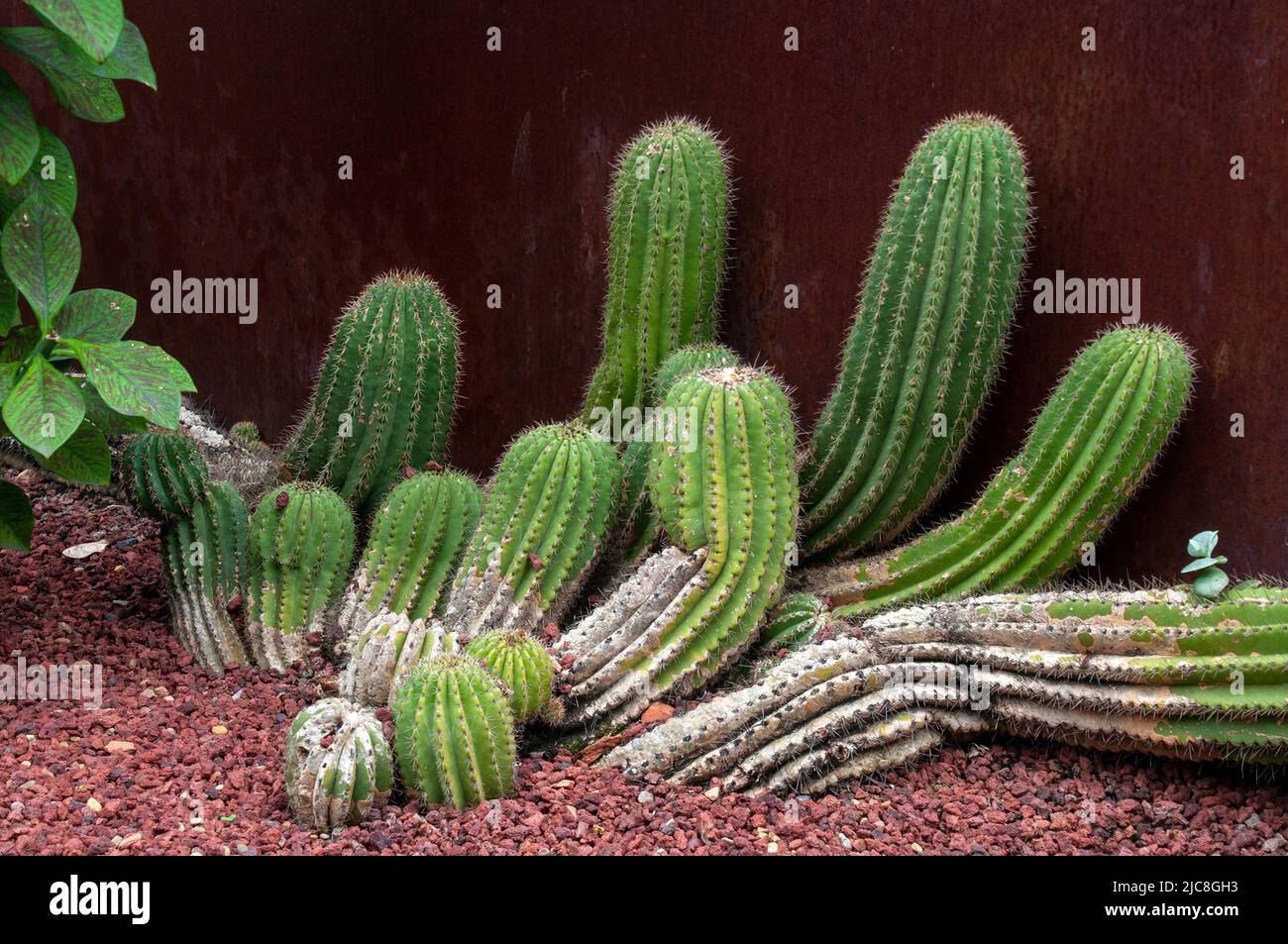 Sydney Australia, clump of euphorbia cereiformis or milk barrel cactus a green columnar succulent Stock Photo