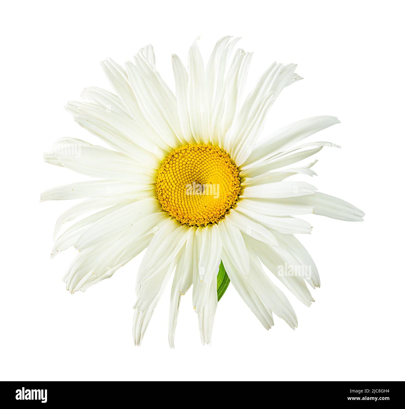 One white daisy flower isolated on a white background. Stock Photo