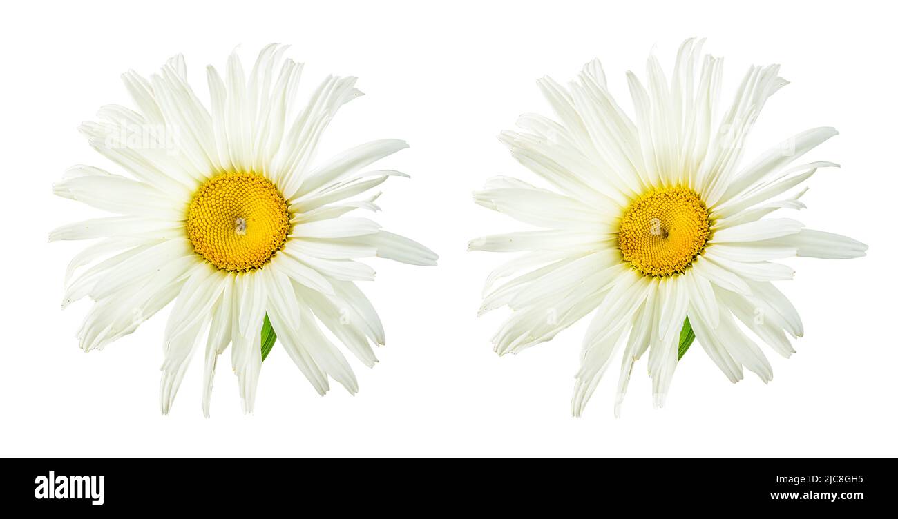 One white daisy flower isolated on a white background. Stock Photo