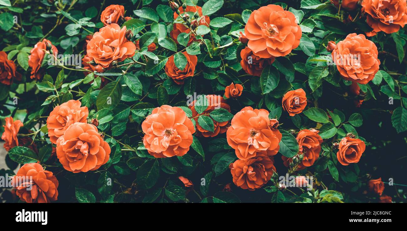 Background of red bush roses close-up. Texture of greenery and flowers in garden. Floral backdrop. Beautiful emerald color. Template for greeting card Stock Photo