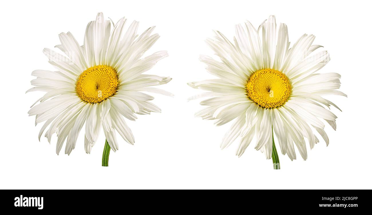 One white daisy flower isolated on a white background. Stock Photo