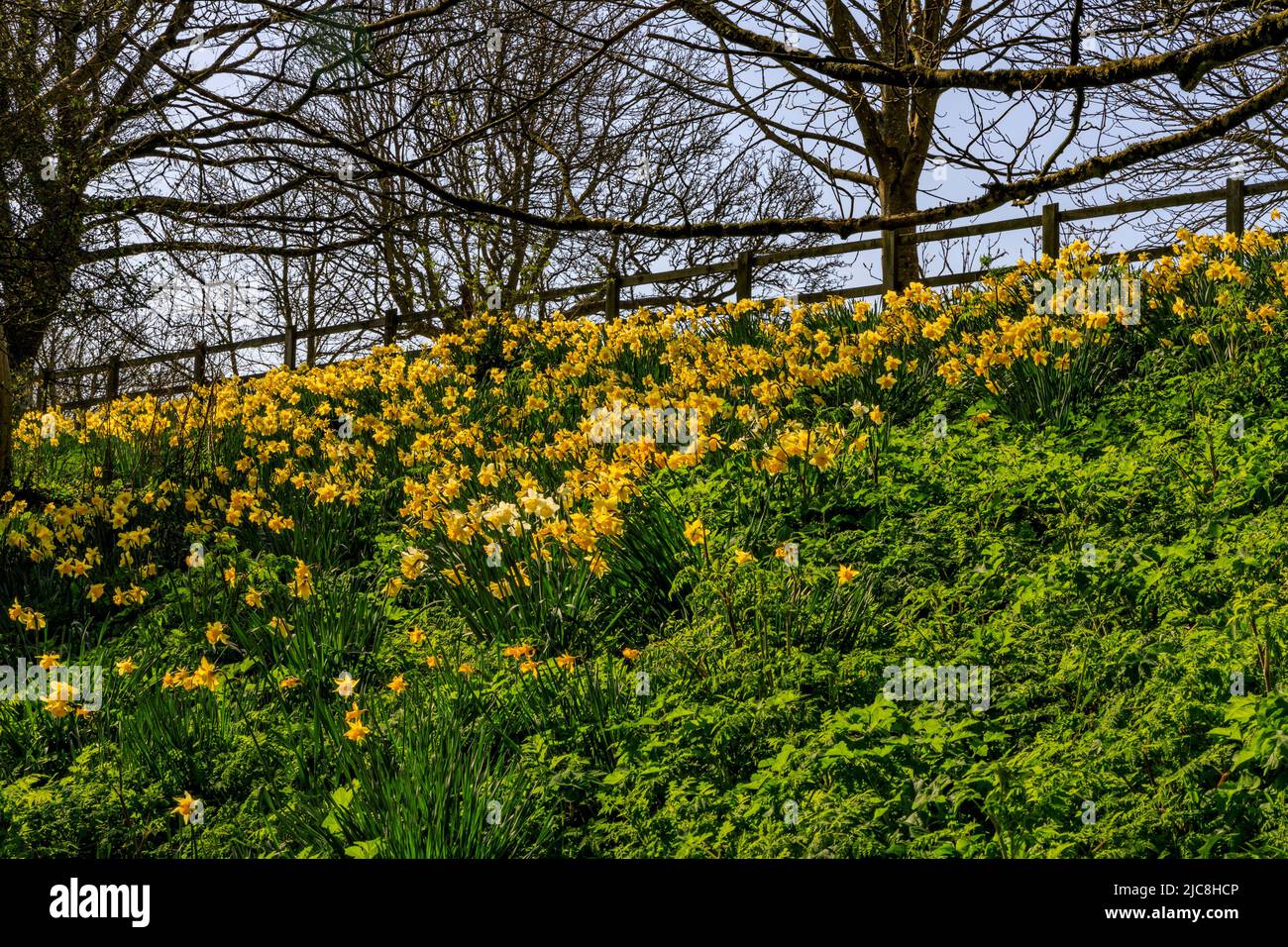A bank of yellow daffodils in the garden at Mapperton House, Beaminster